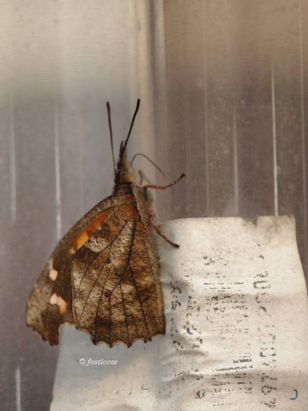 2012-05-28_526.jpg