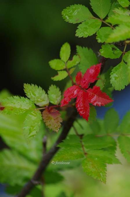 2012-06-08_052.jpg