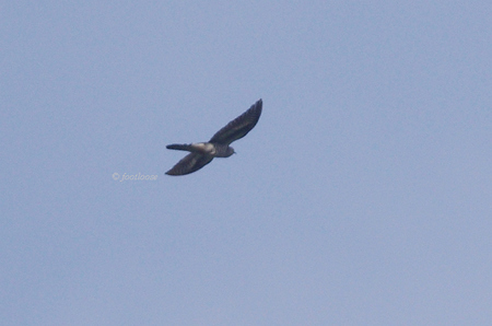 2012-06-11_004.jpg
