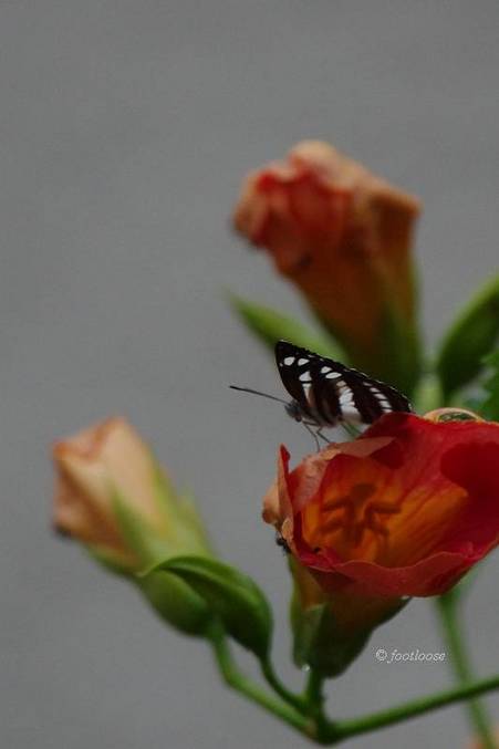 2012-06-25_027.jpg