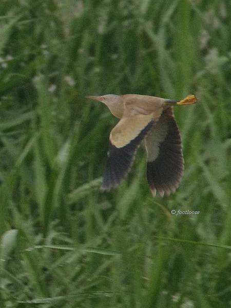 2012-06-30_430.jpg
