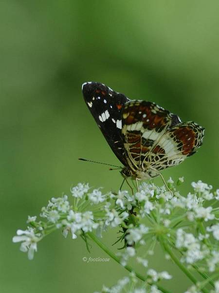2012-07-08_316.jpg