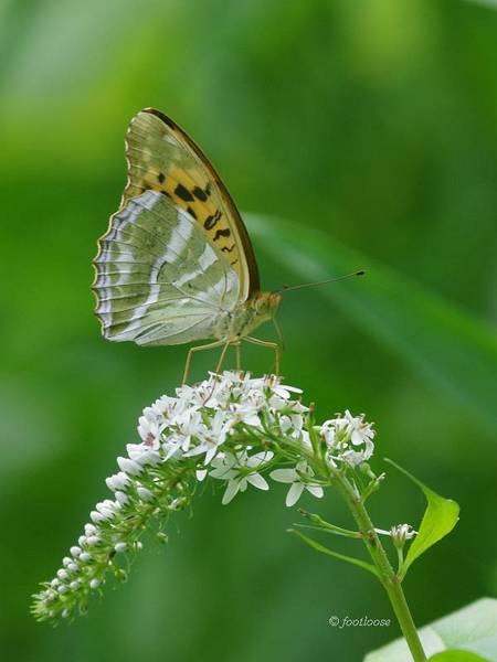 2012-07-08_585.jpg