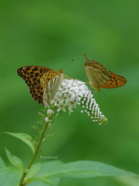 2012-07-08_720.jpg