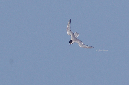 2012-07-25_164.jpg