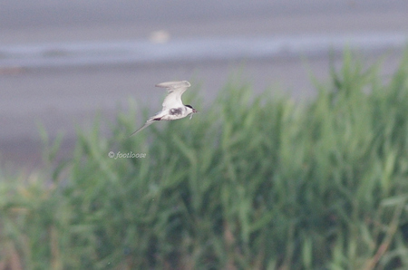 2012-07-26_033.jpg