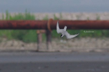 2012-07-27_295.jpg