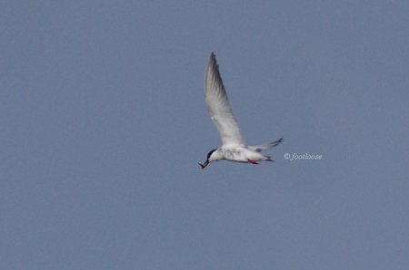 2012-07-27_342.jpg