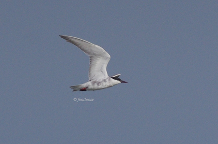 2012-07-27_436.jpg