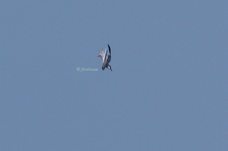2012-07-27_547.jpg