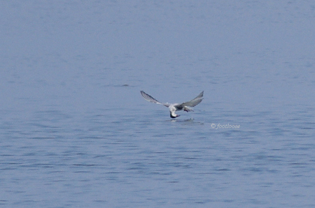 2012-07-27_599.jpg