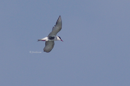2012-07-27_616.jpg