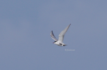 2012-07-27_667.jpg