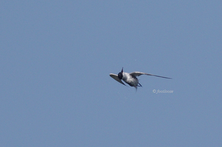 2012-07-27_683.jpg