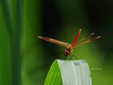 2012-07-29_156.jpg