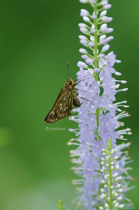 2012-07-29_426.jpg