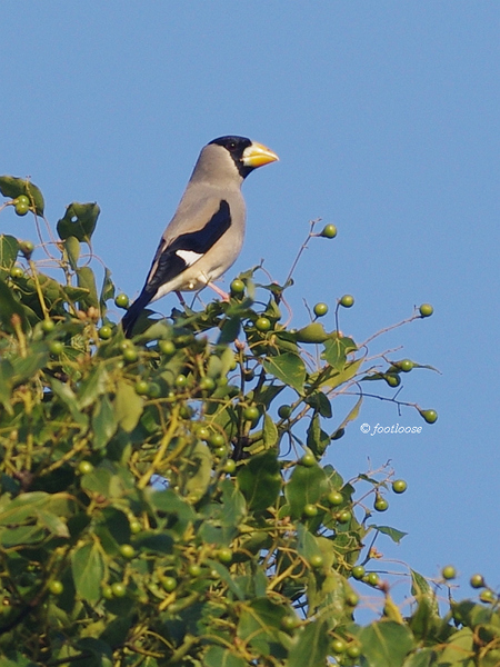 2012-10-15_007.jpg