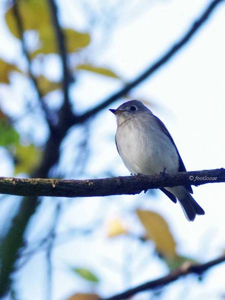 2012-10-19_015.jpg