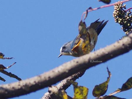 2012-11-18_496.jpg