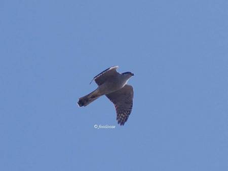 2012-11-18_896.jpg