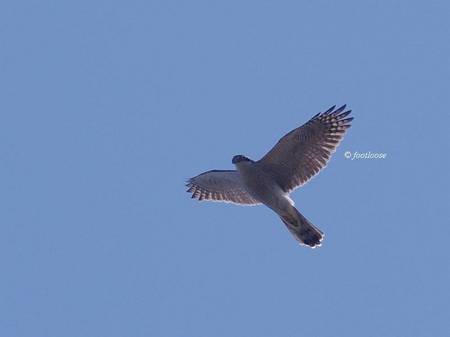 2012-11-18_904.jpg