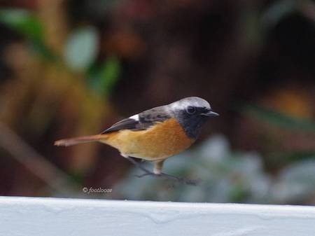 2012-11-23_065.jpg