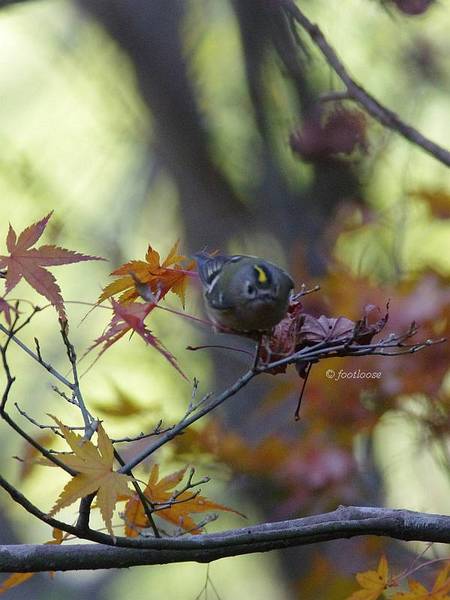2012-11-25_137.jpg