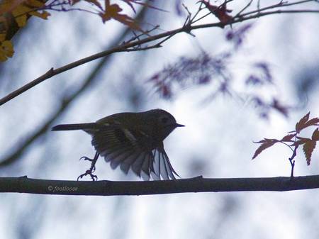 2012-11-25_213.jpg