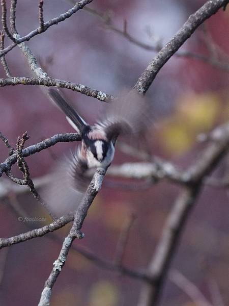 2012-11-27_158.jpg