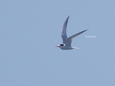 2013-04-29_461x.jpg