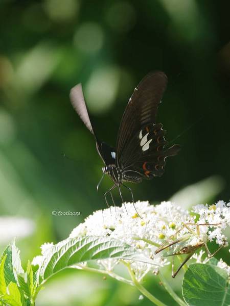 2013-07-17_236.jpg