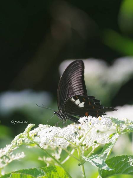 2013-07-17_251.jpg