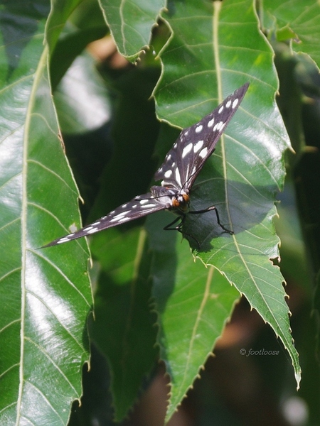 2013-07-19_048.jpg