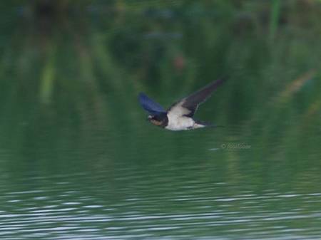 2013-08-08_060.jpg