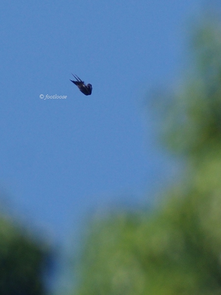 2013-09-21_218.jpg