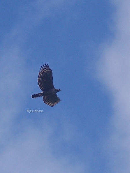 2013-09-28_356.jpg