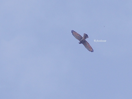 2013-10-04_082.jpg