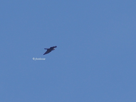 2013-10-06_007.jpg