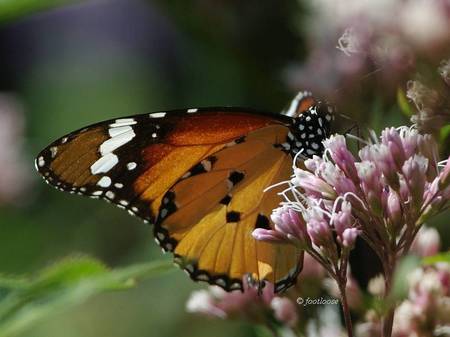 2013-10-30_237.jpg