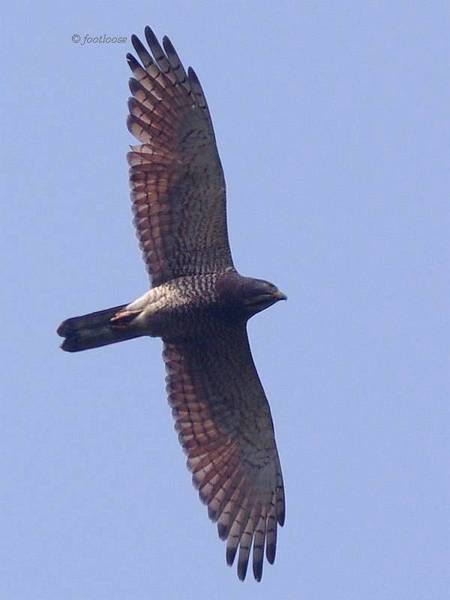 Butastur_indicus_410x.jpg