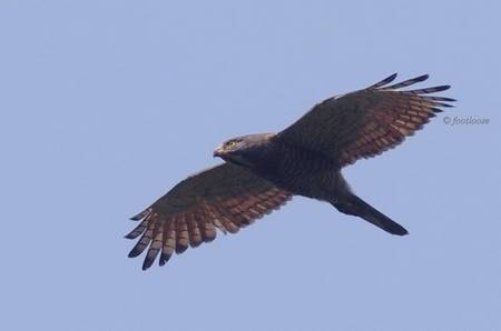 Butastur_indicus_457x.jpg