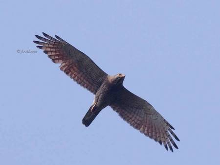 Butastur_indicus_459x.jpg